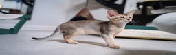 Abyssinian cats for sale: Pure Silver Abyssinian Champion Lines 🏆 Tica - Advert 16