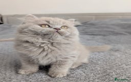 Scottish Fold cats for sale: Scottish fold kittens are looking for family🥰 - Advert 6