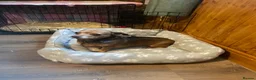 Chiweenie dogs for sale: Adult home only female Chihuahua x Dachshund  - Advert 3