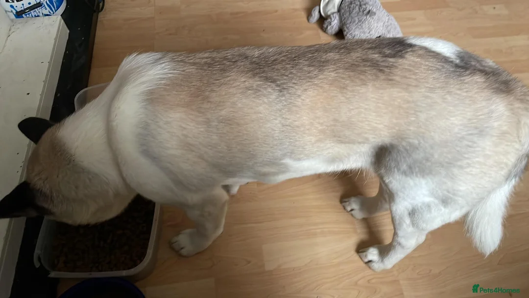 Akita dogs for sale: Female Akita 4 years old - Advert 2