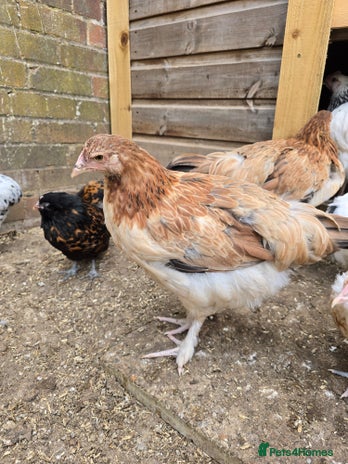 Chickens poultry - Advert 15