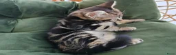 Mixed Breed cats for sale: Marble Bengal cross  - Advert 6