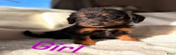 Bordoodle dogs for sale: Gorgeous Borderdoodle puppies  - Advert 1