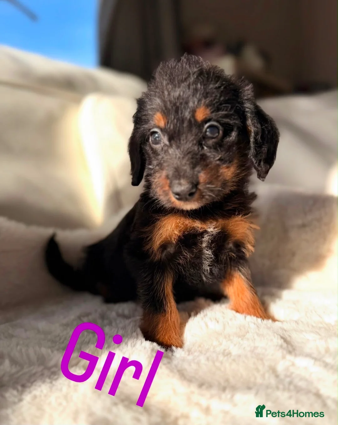 Bordoodle dogs for sale: Gorgeous Borderdoodle puppies  - Advert 1