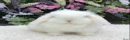 Mini Lop rabbits for sale: Mini lop buck - Advert 6