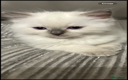 Ragdoll cats for sale: Blupoint Ragdoll - Image 1