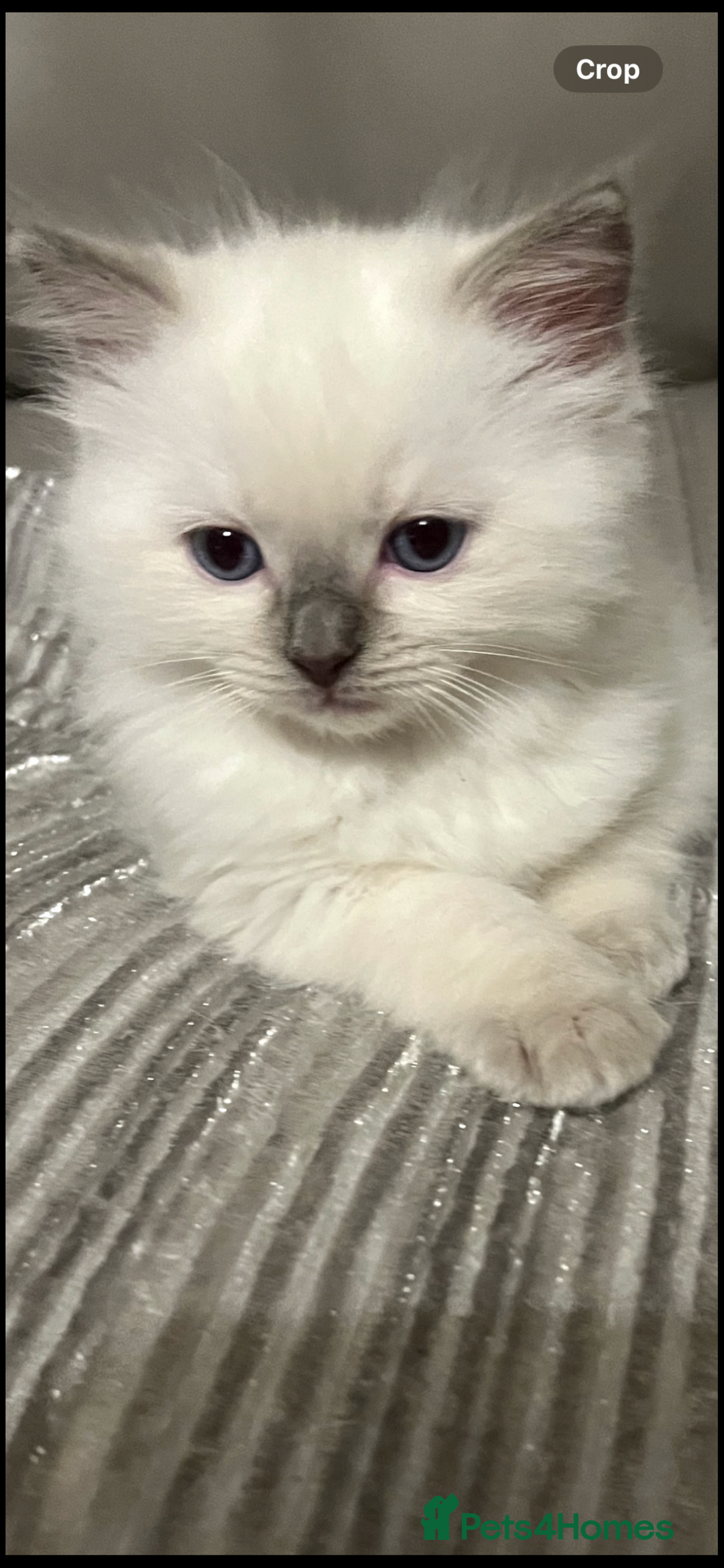 Ragdoll cats for sale: Blupoint Ragdoll - Image 1