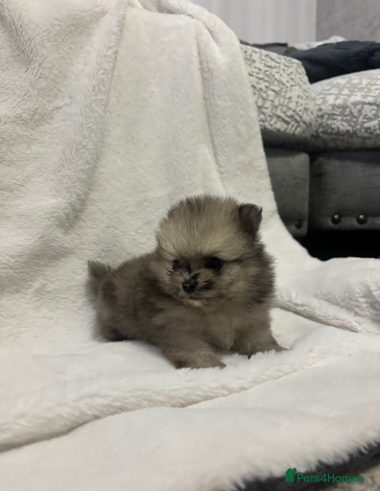 Pomeranian dogs for sale: Pomeranian puppies  - Advert 2