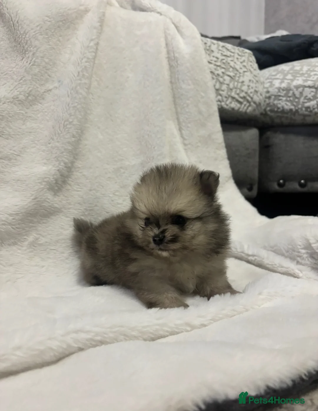 Pomeranian dogs for sale: Pomeranian puppies  - Advert 2