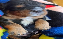 Cavalier King Charles Spaniel dogs for sale: Health Tested Parents - Image 10