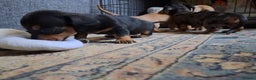 Miniature Dachshund dogs for sale: Miniature dachshund puppies  - Advert 6