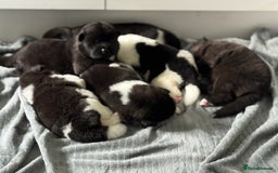 Akita dogs for sale: American Akita pups - Image 4