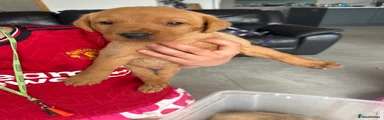 Labrador Retriever 3