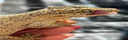 Gecko reptiles for sale: Gargoyle gecko - Advert 10
