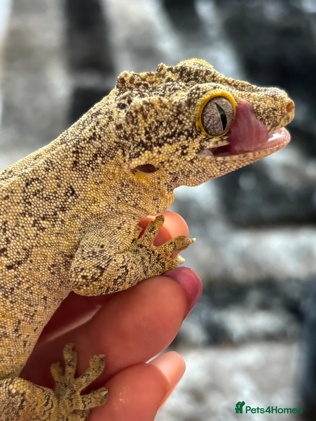 Gecko reptiles for sale: Gargoyle gecko - Advert 10