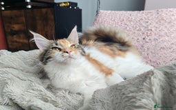 Maine Coon cats for sale: Last female ❤️ - Image 2