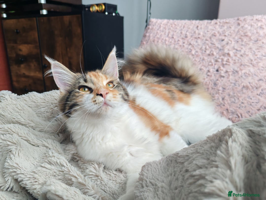 Maine Coon cats for sale: Last female ❤️ - Image 2