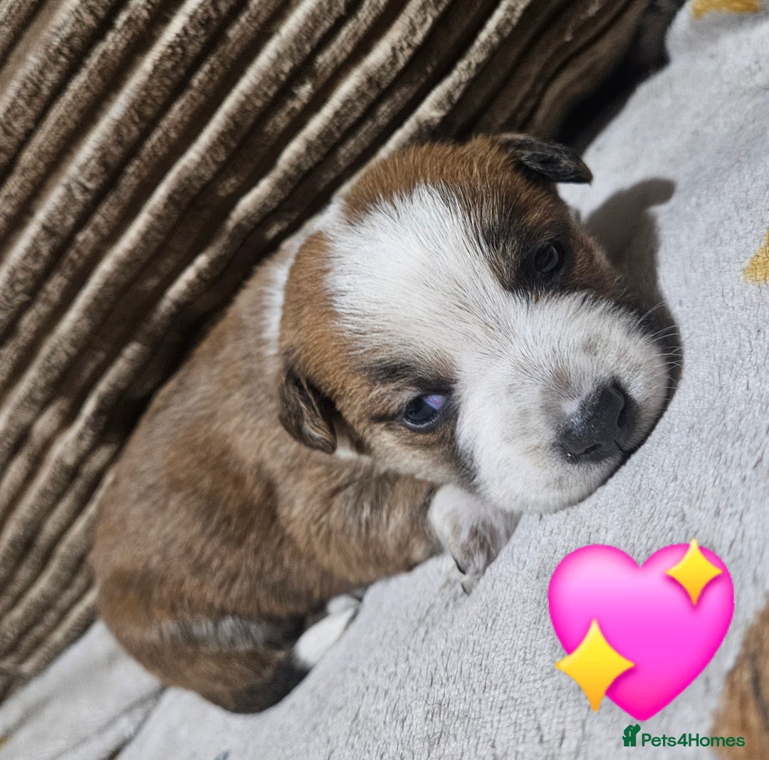 Mixed Breed dogs for sale: 🐾Border Collie x Blue Heeler/Ridgeback Pups🐾 - Advert 22