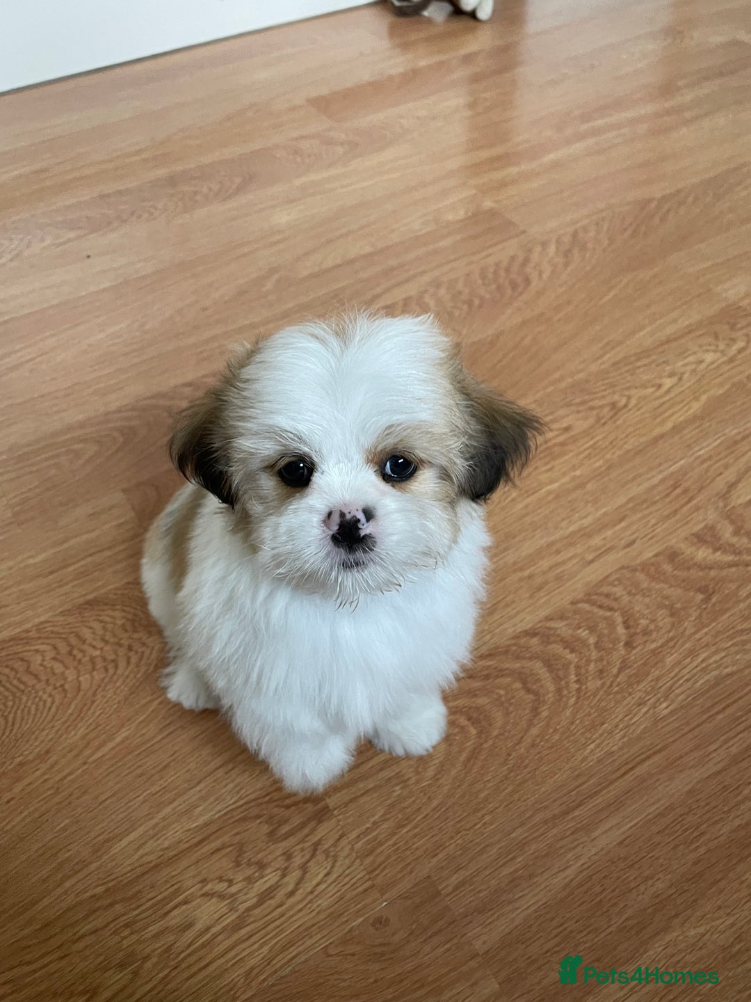 Shiranian Pomeranian X Shih Tzu Puppies For Sale Affordable Shih