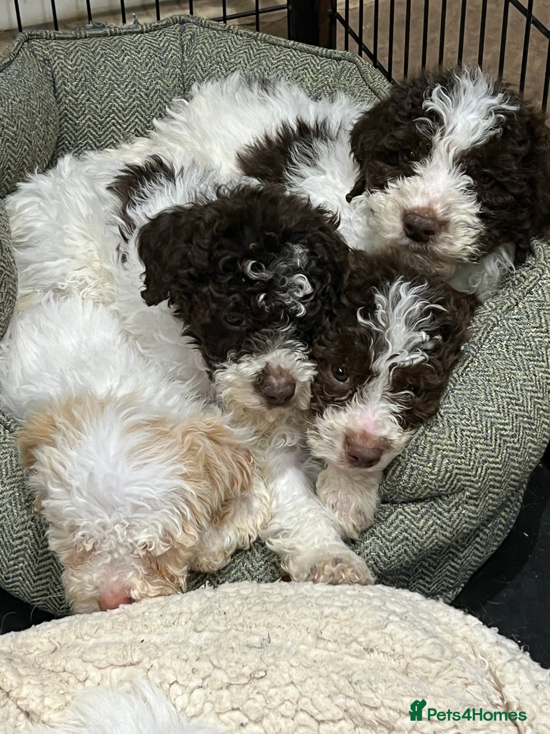 Lagotto Romagnolo dogs for sale: Perfect Lagotto Romagnolo  - Advert 2