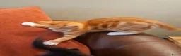 Mixed Breed cats for sale: Beautiful mixed kittens - Advert 5