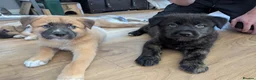Mixed Breed dogs for sale: Stunning WolfAkita Pups – 1 Boy/1 Girl Ready now!  in Southampton - Advert 29