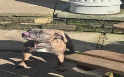 French Bulldog dogs for sale: French Bulldog bitch 3 years old - Image 4