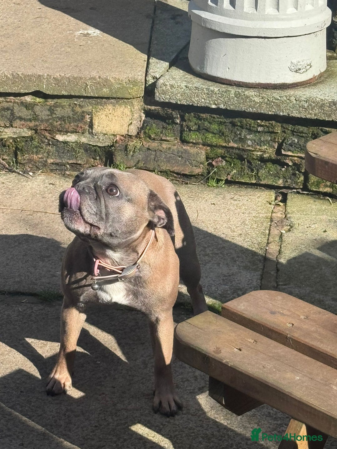 French Bulldog dogs for sale: French Bulldog bitch 3 years old - Image 4