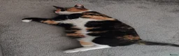 Domestic Shorthair cats for sale: CHOCO IN NEED OF EMERGENCY REHOMING in Liverpool - Advert 6