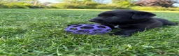 Borador dogs for sale: Labrador x collie puppies  - Advert 12