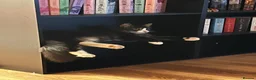 Norwegian Forest Cat cats for sale: Norwegian & American Bobtail Healthy Kittens 🐱 ✨✨ in Attleborough - Advert 20