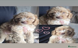 Cockapoo dogs for sale: Beautiful cockapoo’s  - Image 3