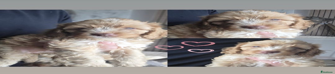 Cockapoo Puppy 3
