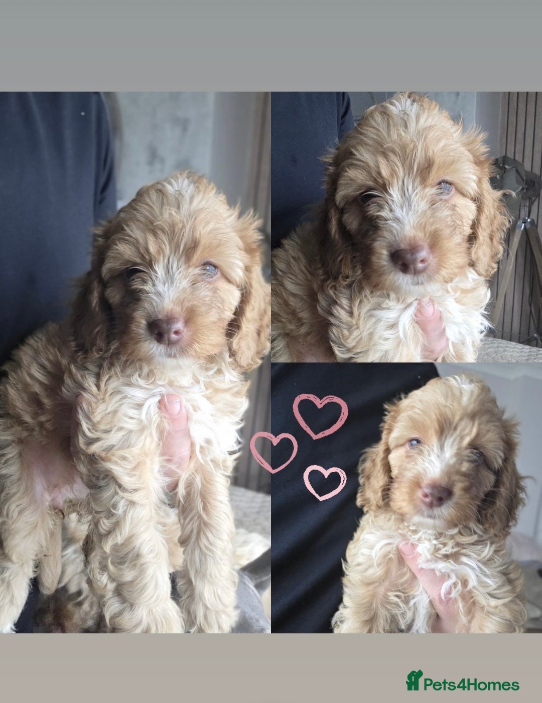 Cockapoo dogs for sale: Beautiful cockapoo’s  - Image 3