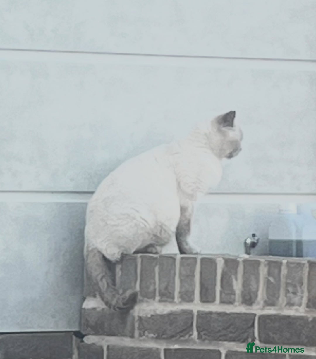 British Shorthair cats for sale: British shorthair X ragdoll  - Image 40