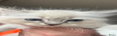Ragdoll 2