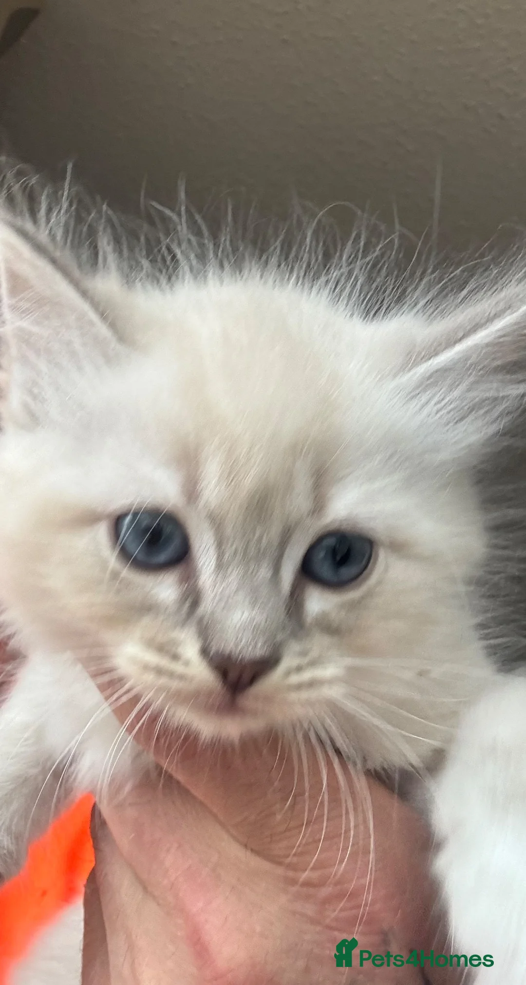 Ragdoll cats for sale: Spectacular lynx ragdoll kittens (2 boys) - Advert 2