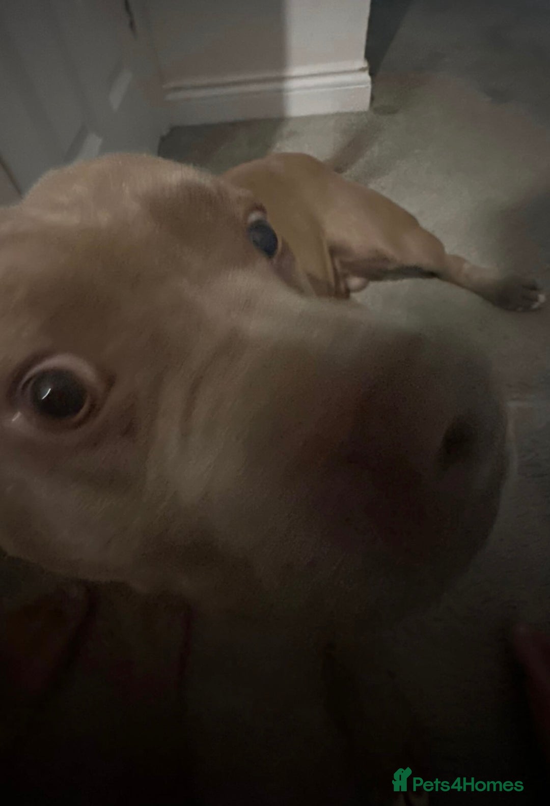 American Bully dogs for sale: Looking  for new home  - Advert 6