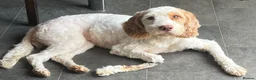 Cockapoo dogs for sale: Absolutely beautiful girl - Advert 20