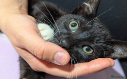 Mixed Breed cats for sale: Kitten Beau  - Image 15