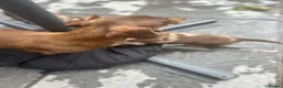 Miniature Dachshund dogs for sale: Long haired miniature dachshund  - Advert 10