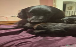 Flat coated Retriever dogs for sale: Flat coat retriever  - Image 3
