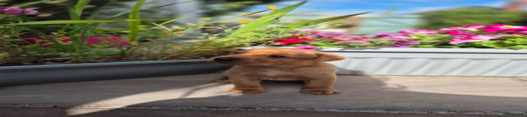 Labrador Retriever Puppy 1