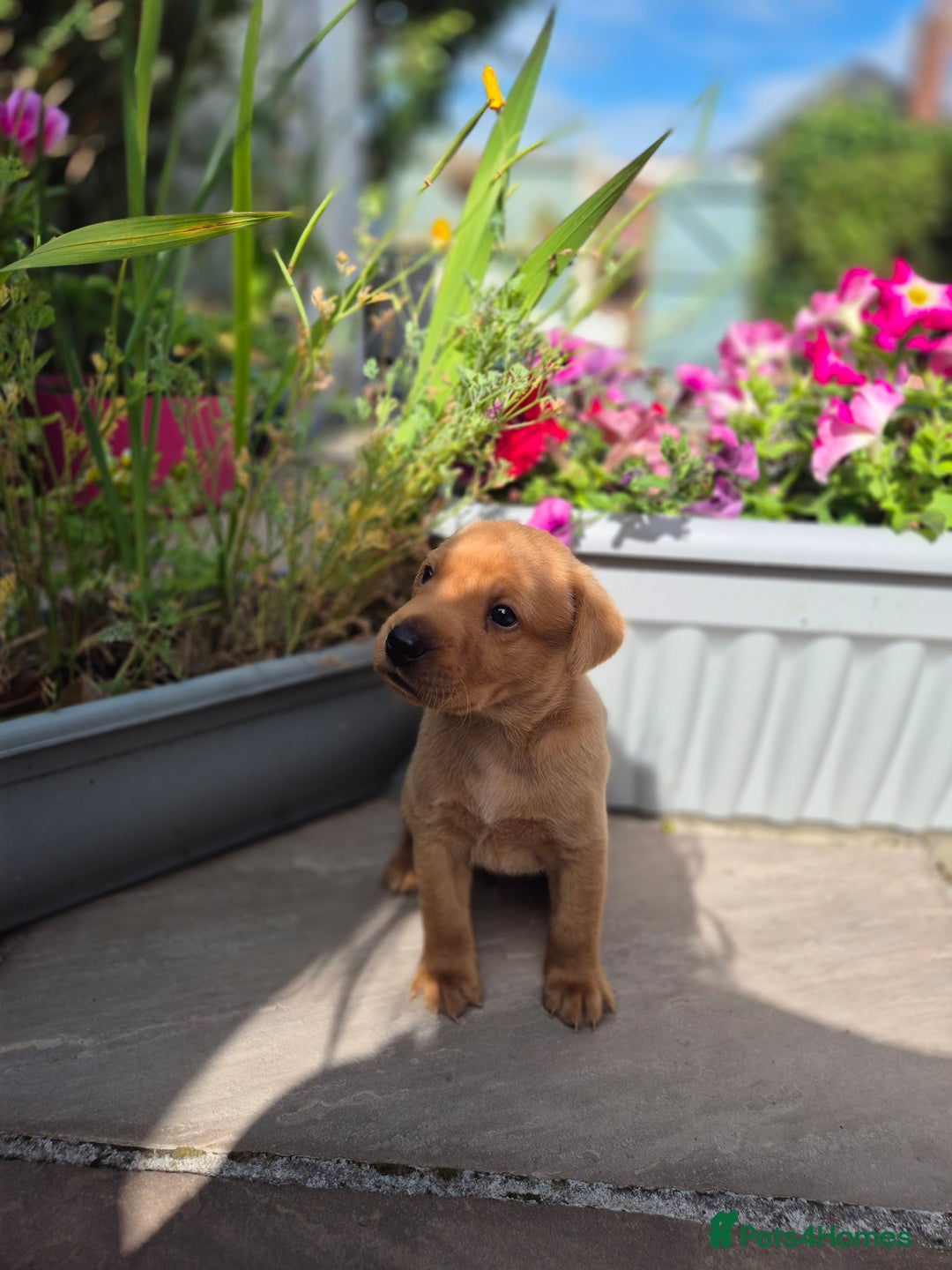 Labrador Retriever dogs for sale: Labrador 2 x boys left FTW Drakeshead Flycatcher   in Blackpool - Image 33