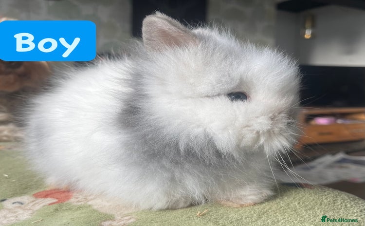Lionhead rabbits - Advert 6