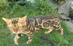 Bengal cats for sale: 🔥 Beautiful Boy Bengal Cat for Sale! 🔥 Plus 3 😺 - Image 11