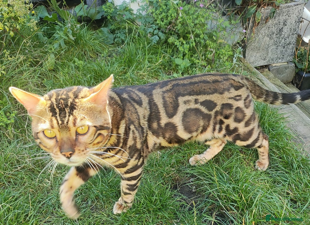 Bengal cats for sale: 🔥 Beautiful Boy Bengal Cat for Sale! 🔥 Plus 3 😺 - Image 11