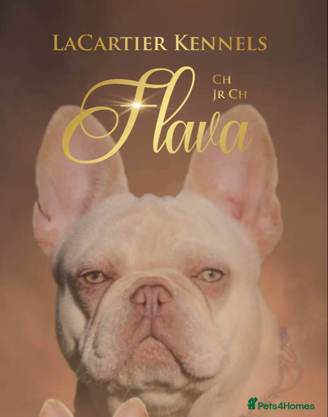 French Bulldog dogs for stud: Frenchie stud champion Flava  in Kings Langley - Advert 4