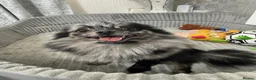 Pomeranian dogs for sale: Blue Merle Female 13 months old  - Advert 3
