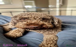 Lagotto Romagnolo dogs for sale: Lagotto Romagnolo, pure breed, KC reg litter - Image 10